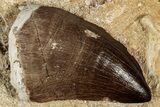 Fossil Mosasaur (Thalassotitan) Tooth in Rock - Morocco #336364-1
